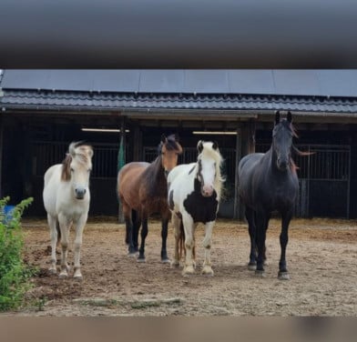 Gezellige fijne stalling voor pony