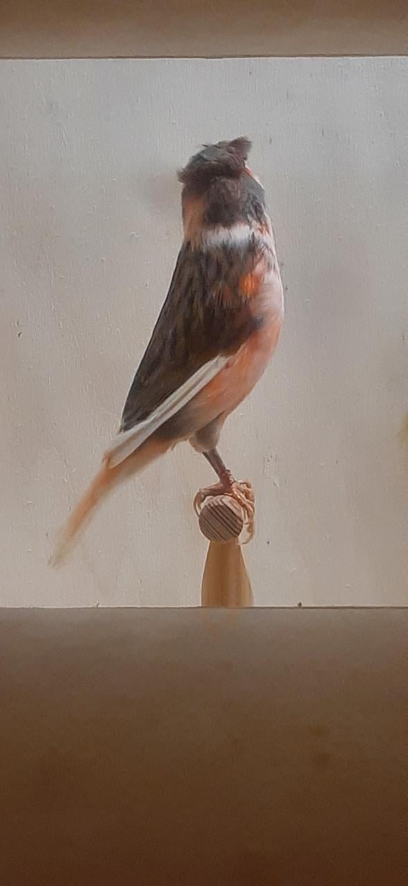 Portugese Harlekijn kanaries mannen en poppen