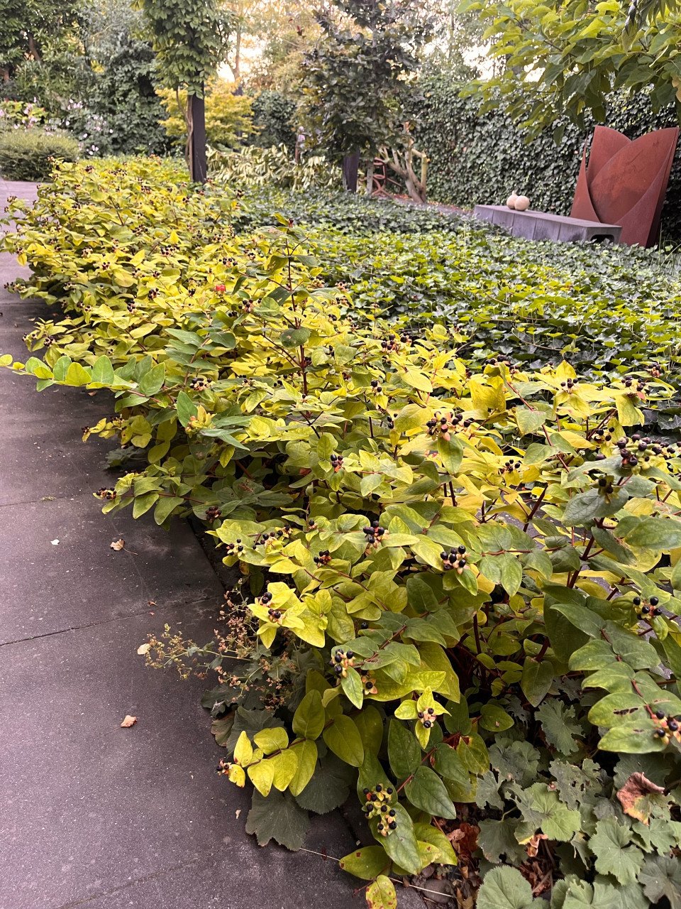 Hertshoorn ( Hypericum androsaemum) 5 meter haag