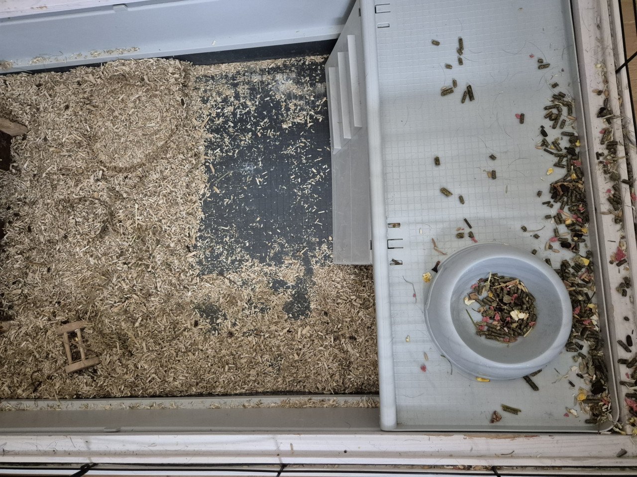 2 cavia's vrouwtjes + kooi