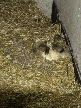 2 jonge loopeenden van 4 weken oud