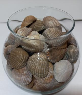 Zeeuwse schelpen in decoratieve glazen potten