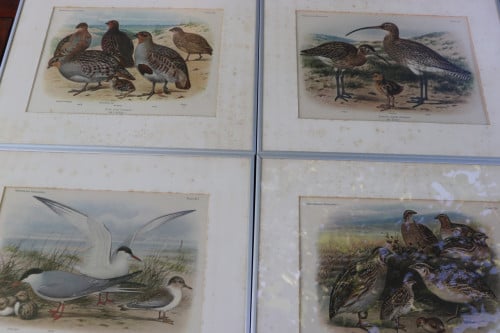 ZEER OUDE VOGELPLATEN