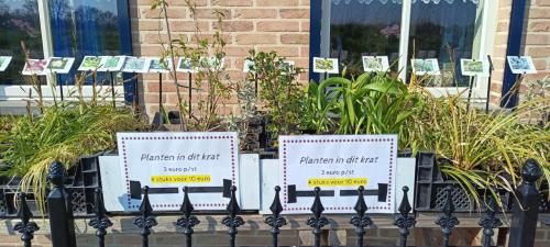 Mooie grotere potmaten in ons plantenkraampje,... ++ TIP ++