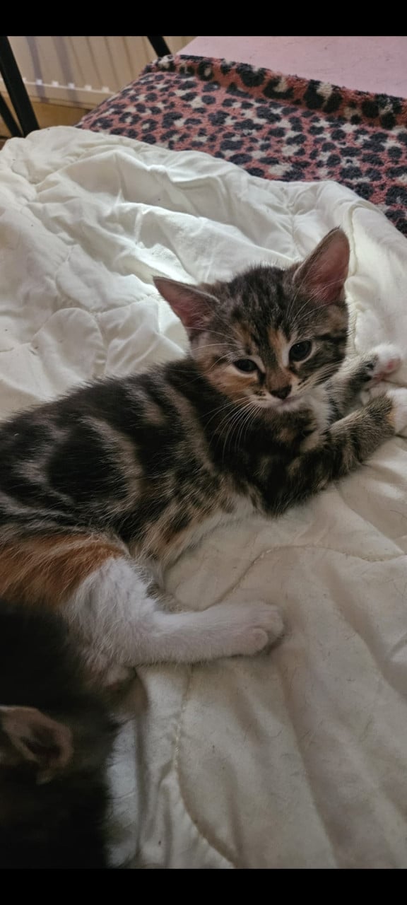 2 kittens zoeken een huisje