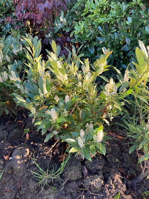 Laurierstruik Otto Luyken