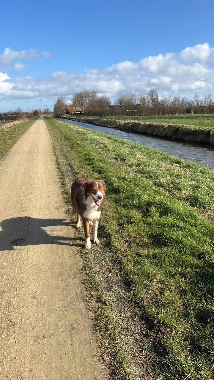 Border Collie Lowie ter adoptie/ herplaatsing