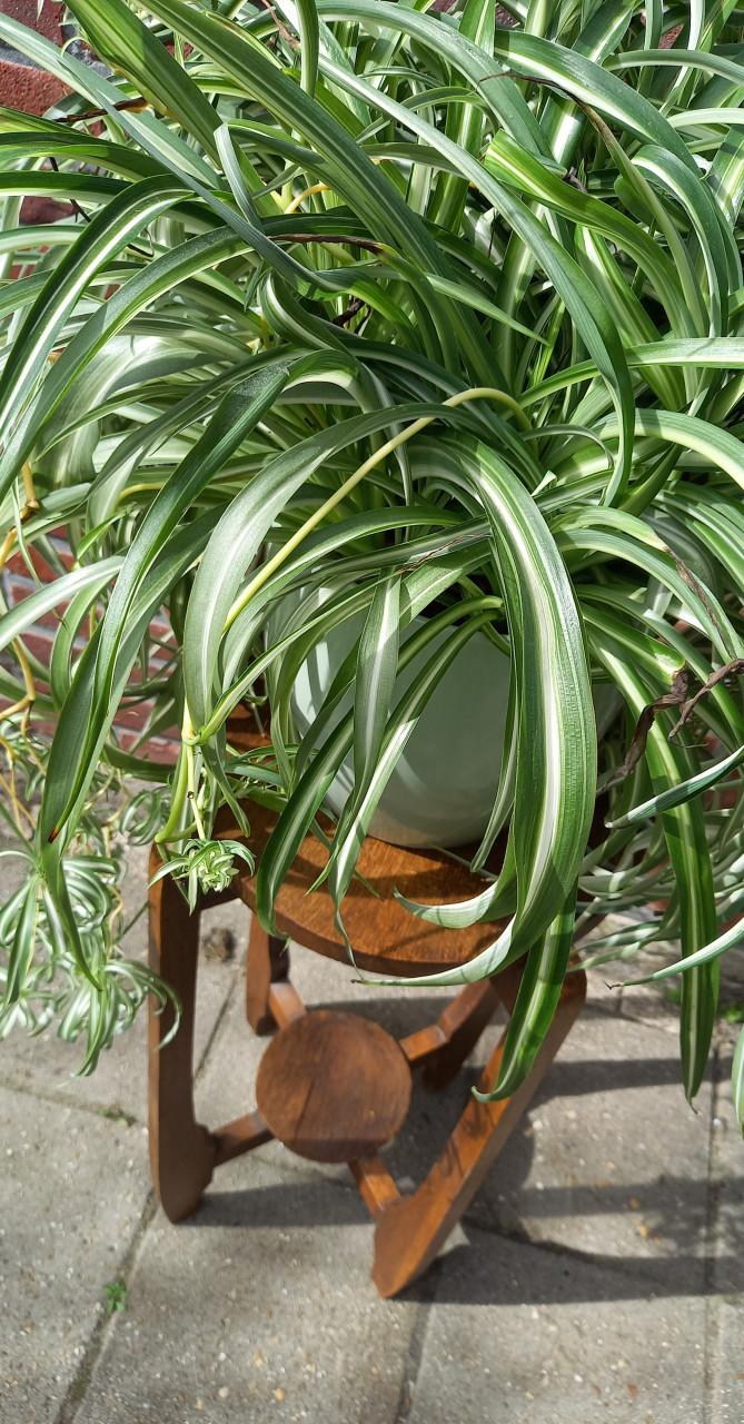 Vintage Plantentafeltje