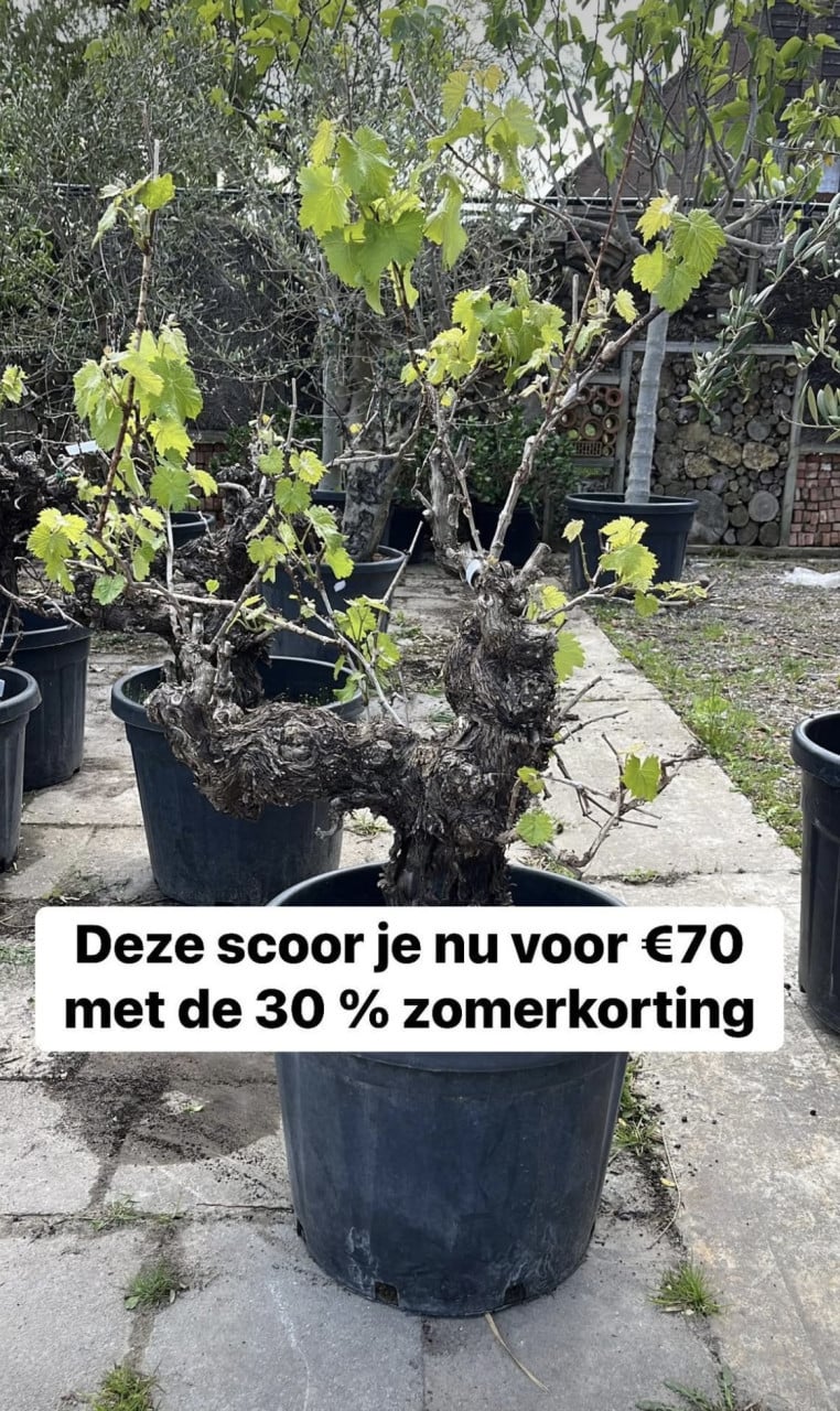 AANGEPASTE OPENINGSTIJDEN + zomerkorting -30 %