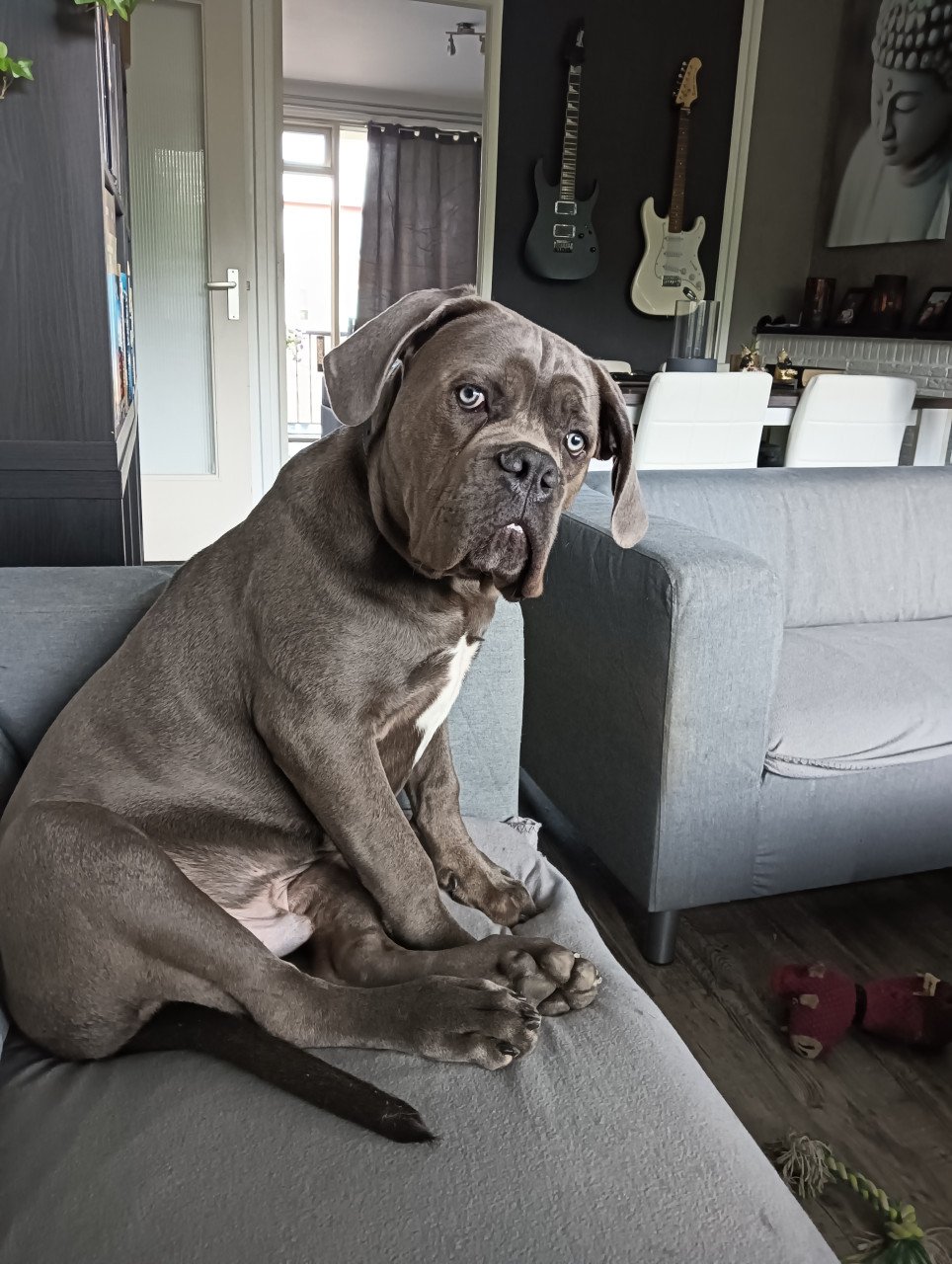Cane Corso