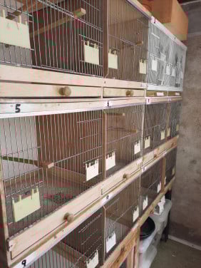 Volledige vogel/kanarie kweekinventaris