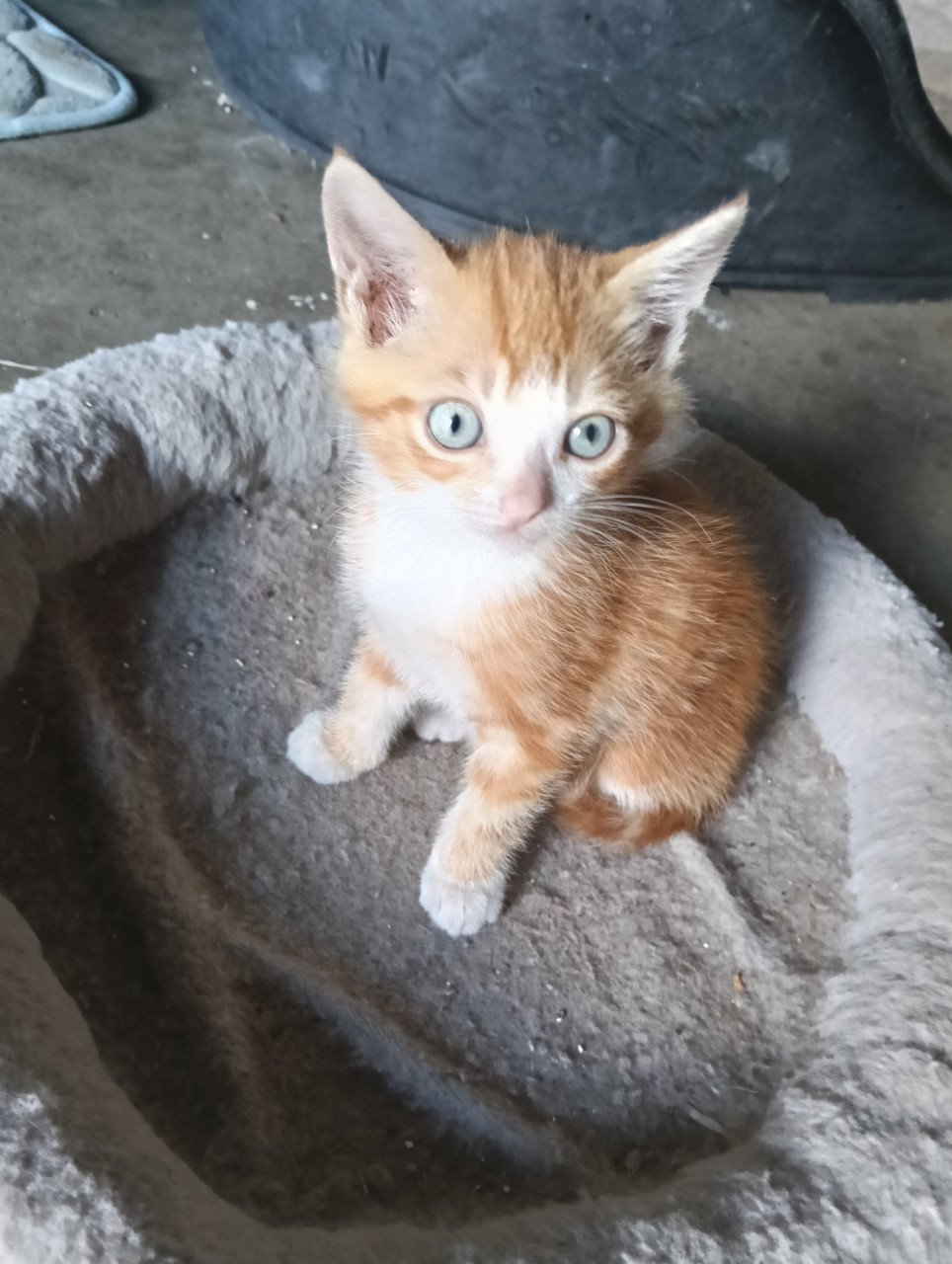 Jonge katjes