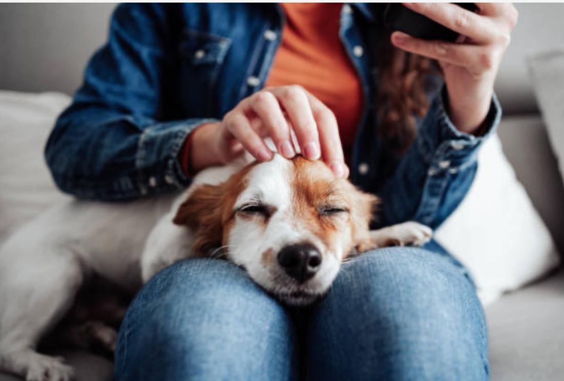 Dierenoppas & verzorging Middelburg en omgeving.