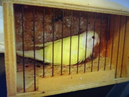 Te koop mooie VANNILE KLEUR Agapornis Broedrijpe Man wegens weg vallen Pop