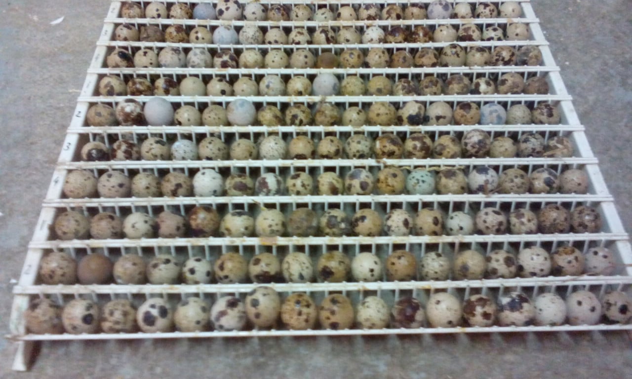Broedeieren chinese en japanse kwartels