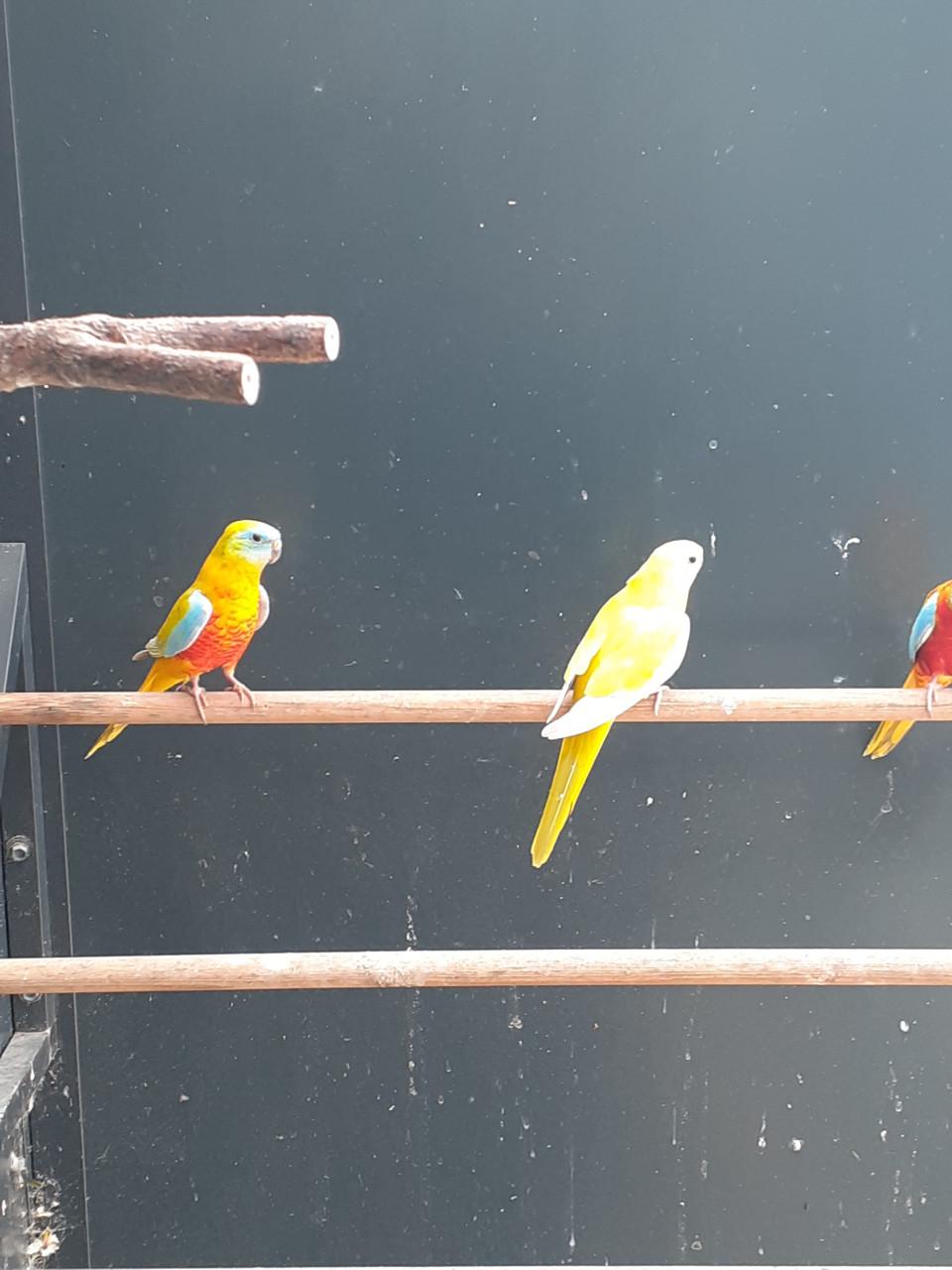 Turquoisine popje  van 2025