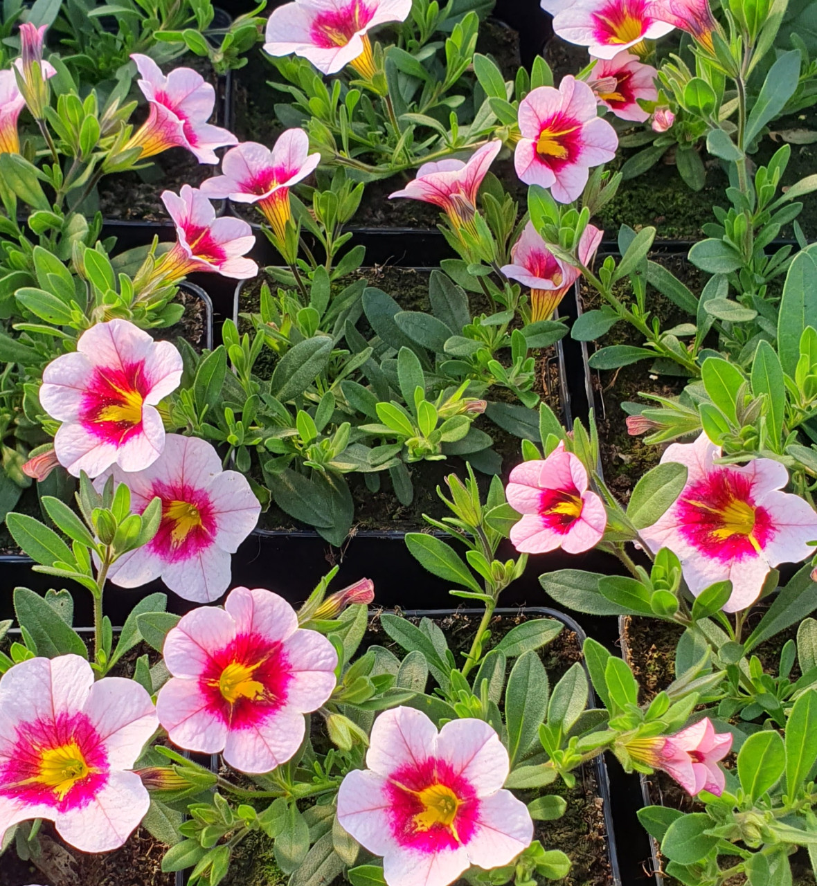 TUINPLANTEN Oudelande