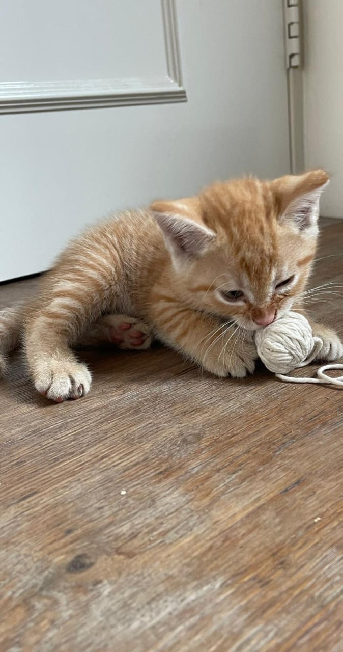 Aanhankelijke kittens