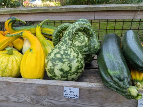 Kalebassen (ook fles), pompoenen en courgettes