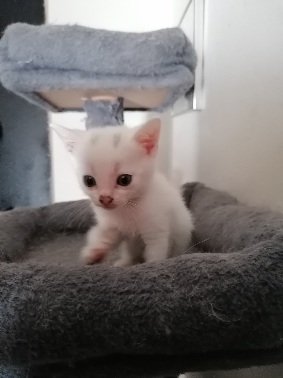 2 witte kittens