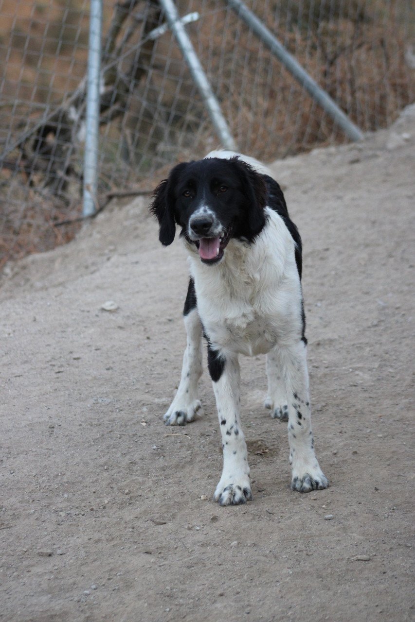 Alora Dog Rescue: Mike, wie geeft hem een mand?