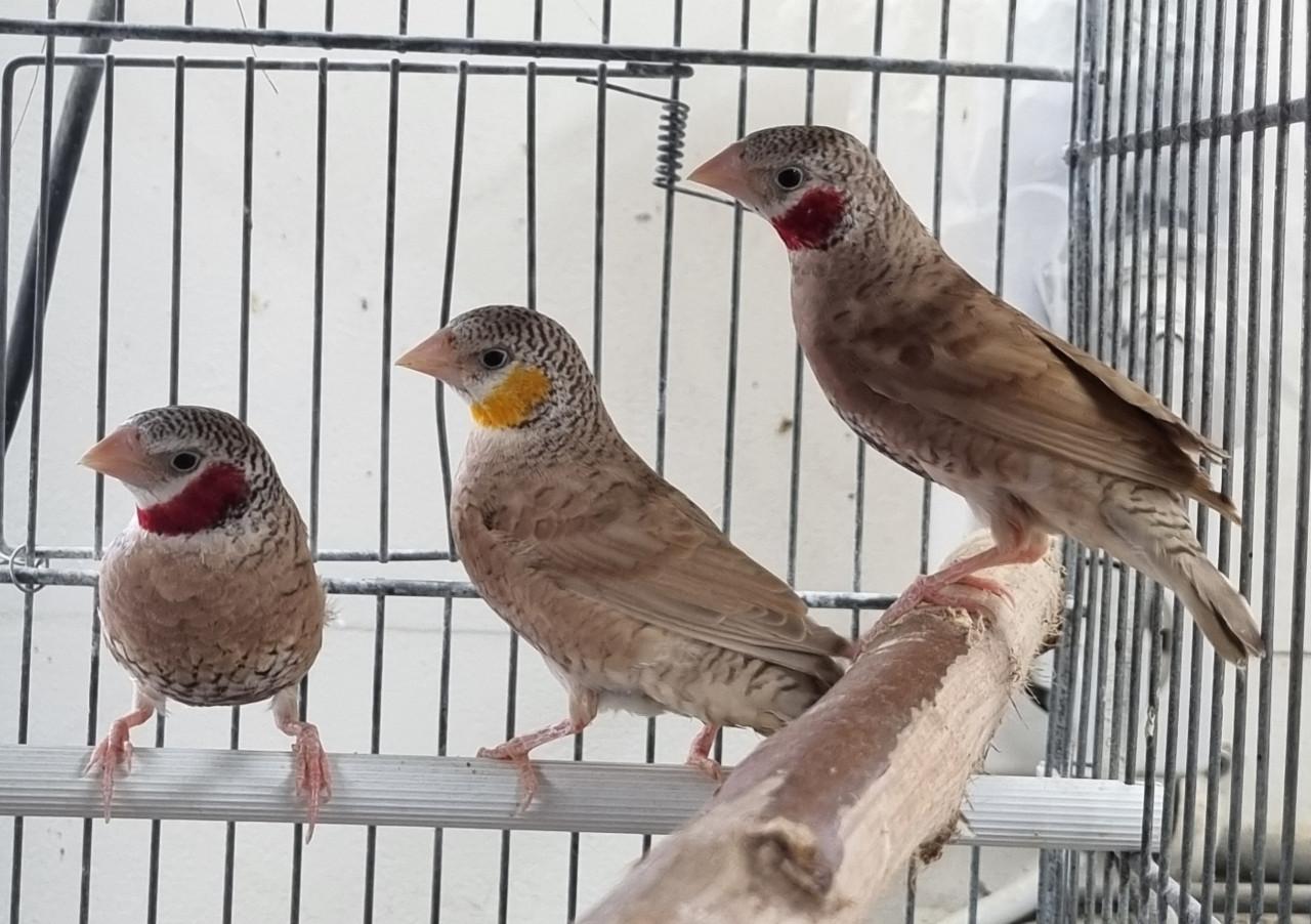 2 koppels bandvinken