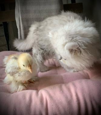 Lieve  jonge Cochin kuikens supertam