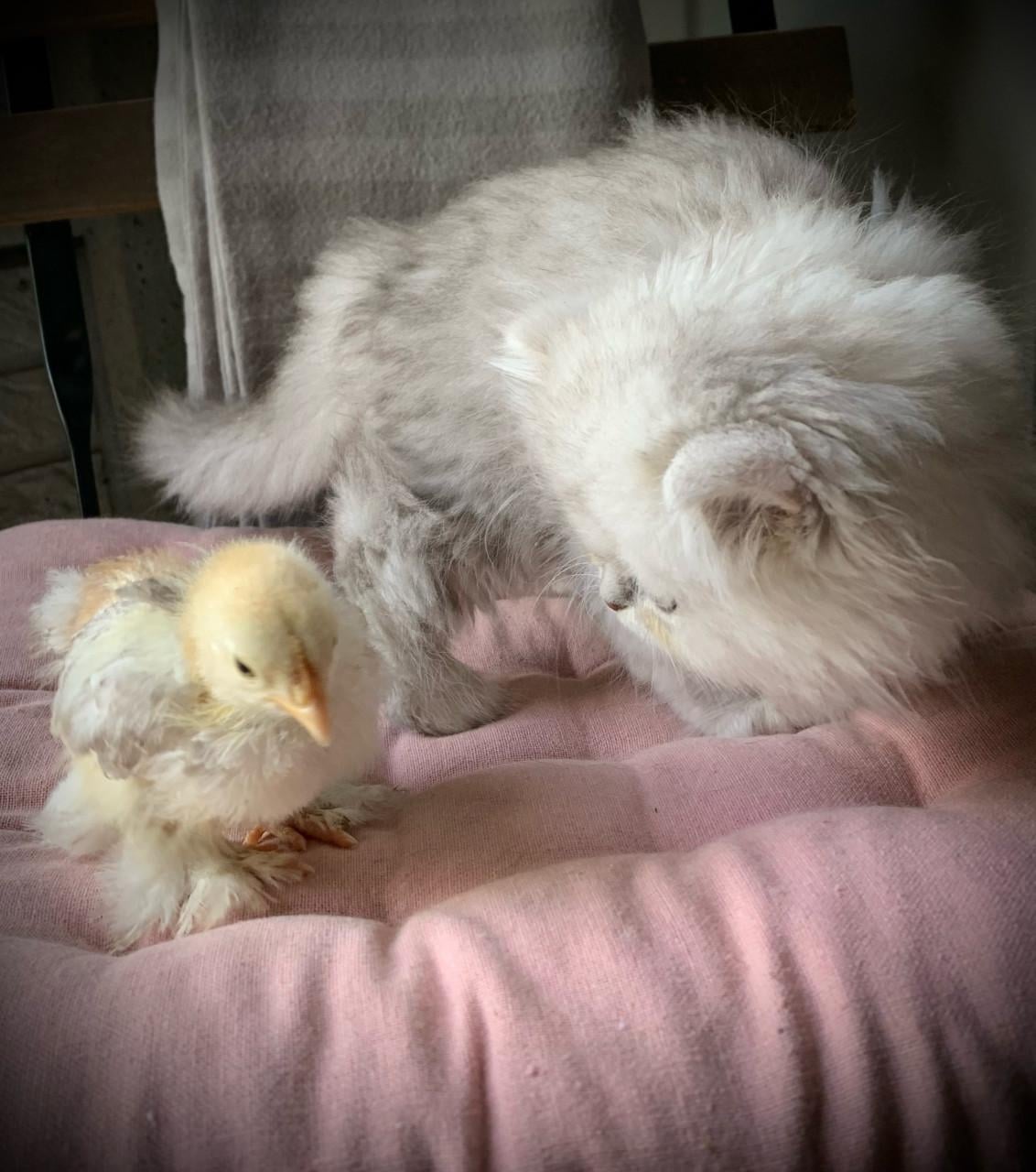 Lieve  jonge Cochin kuikens supertam