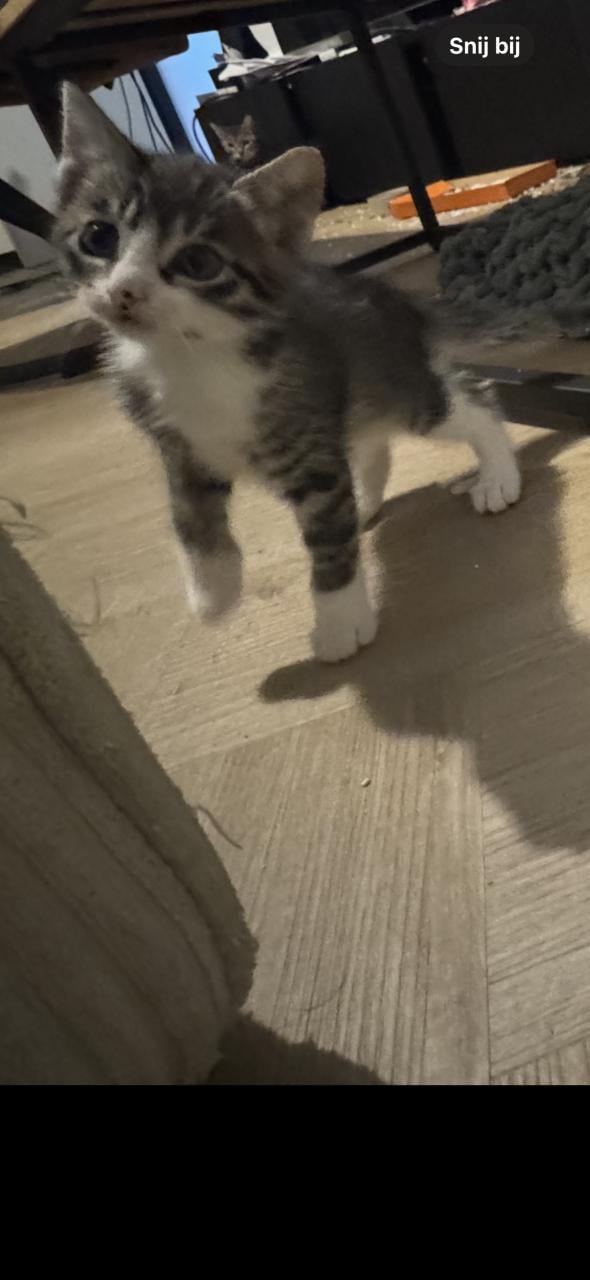 Kittens tekoop