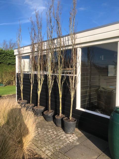 Goudiep | Ulmus hollandica Wredei | zuilboom