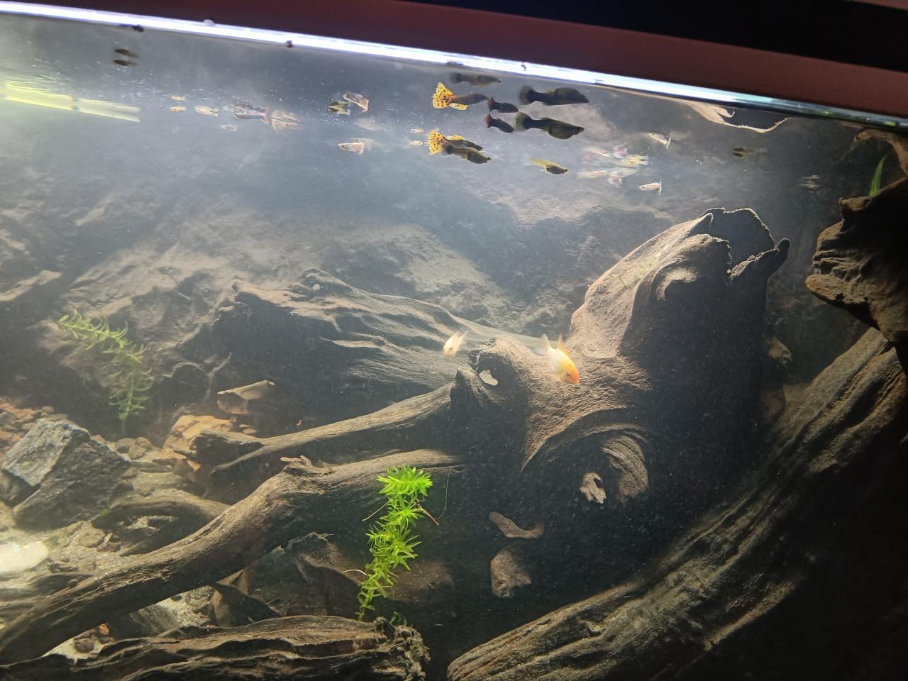 Guppen en albino algeneters ruilen voor planten, mos, drijfplantje