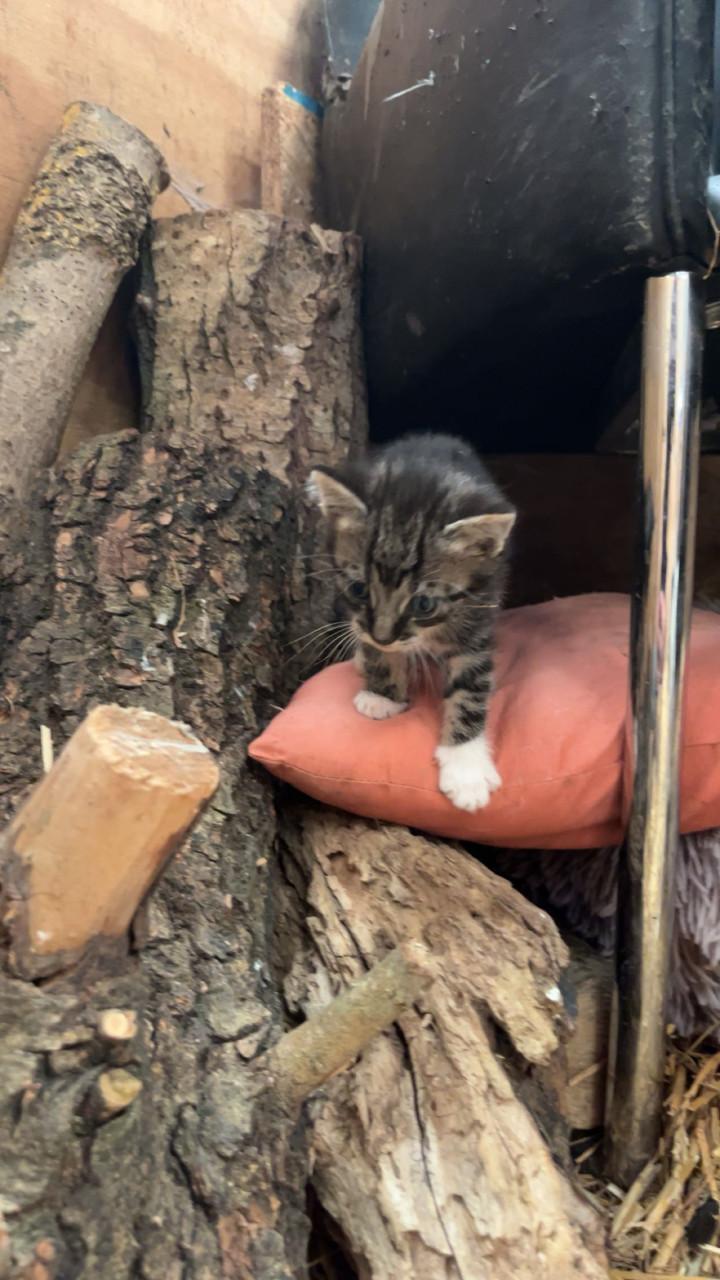 Leuke kittens