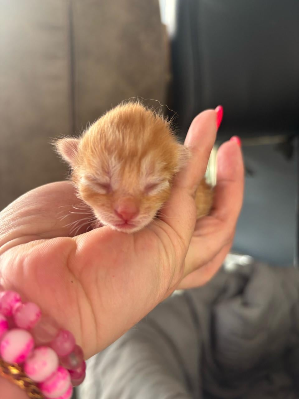 Super mooie kittens te koop