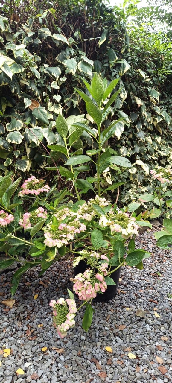 Mooie grote Hortensia's aangeboden in pot !  ++ TIP ++