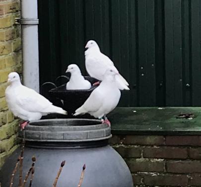 Witte postduif duivin pieper