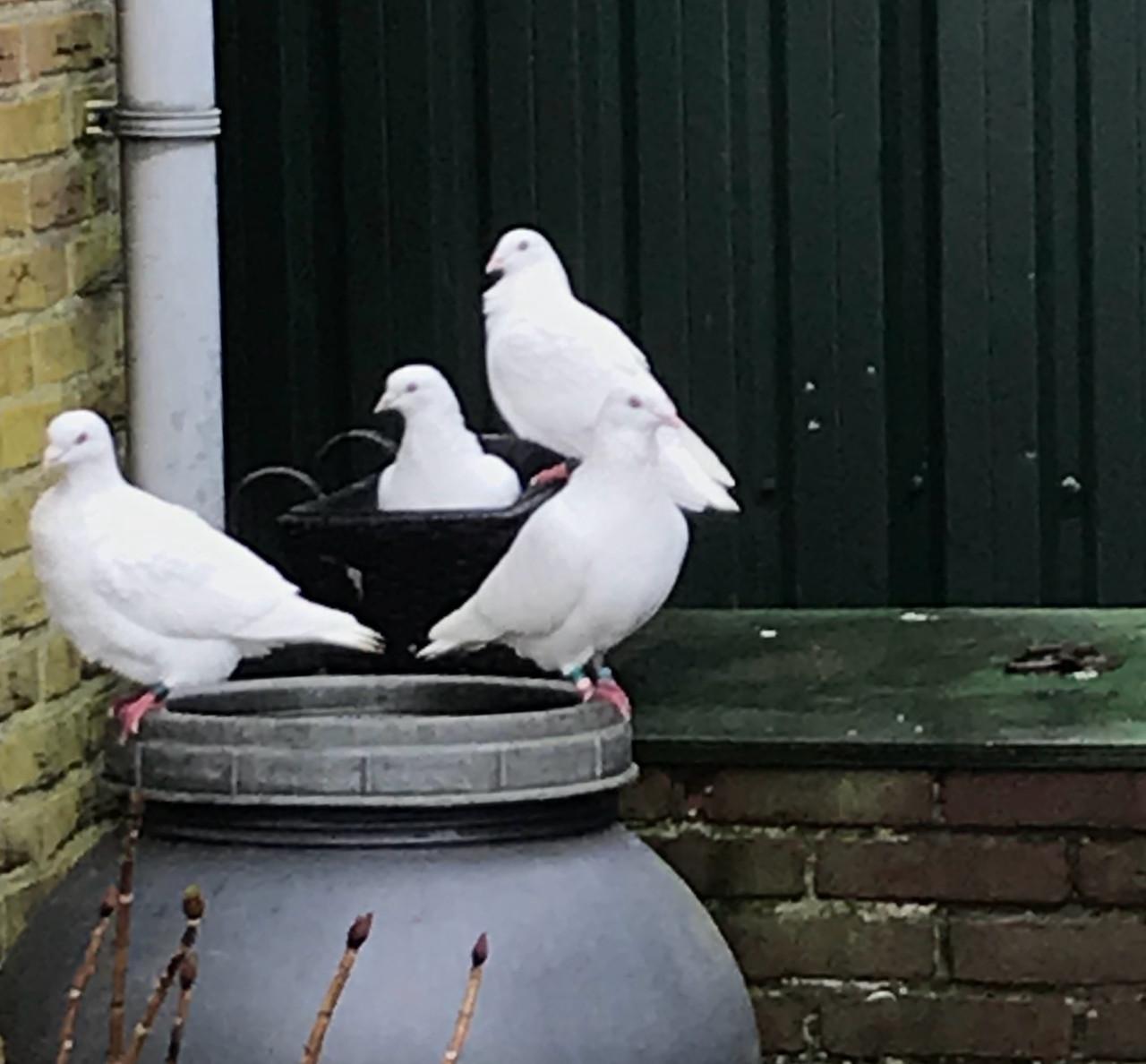 Witte postduif duivin pieper