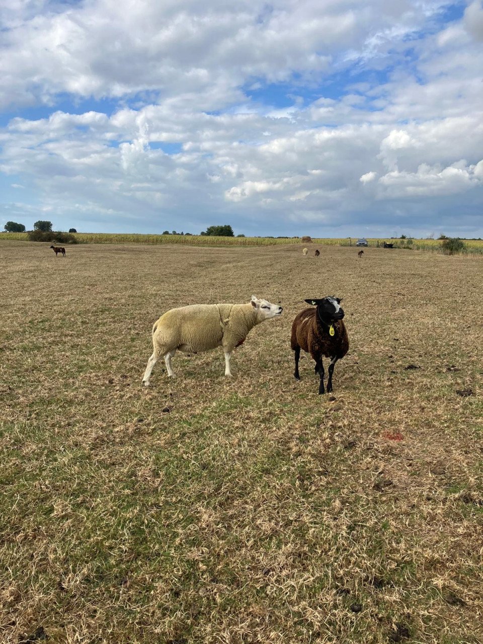 2 texelaar dekrammen te koop