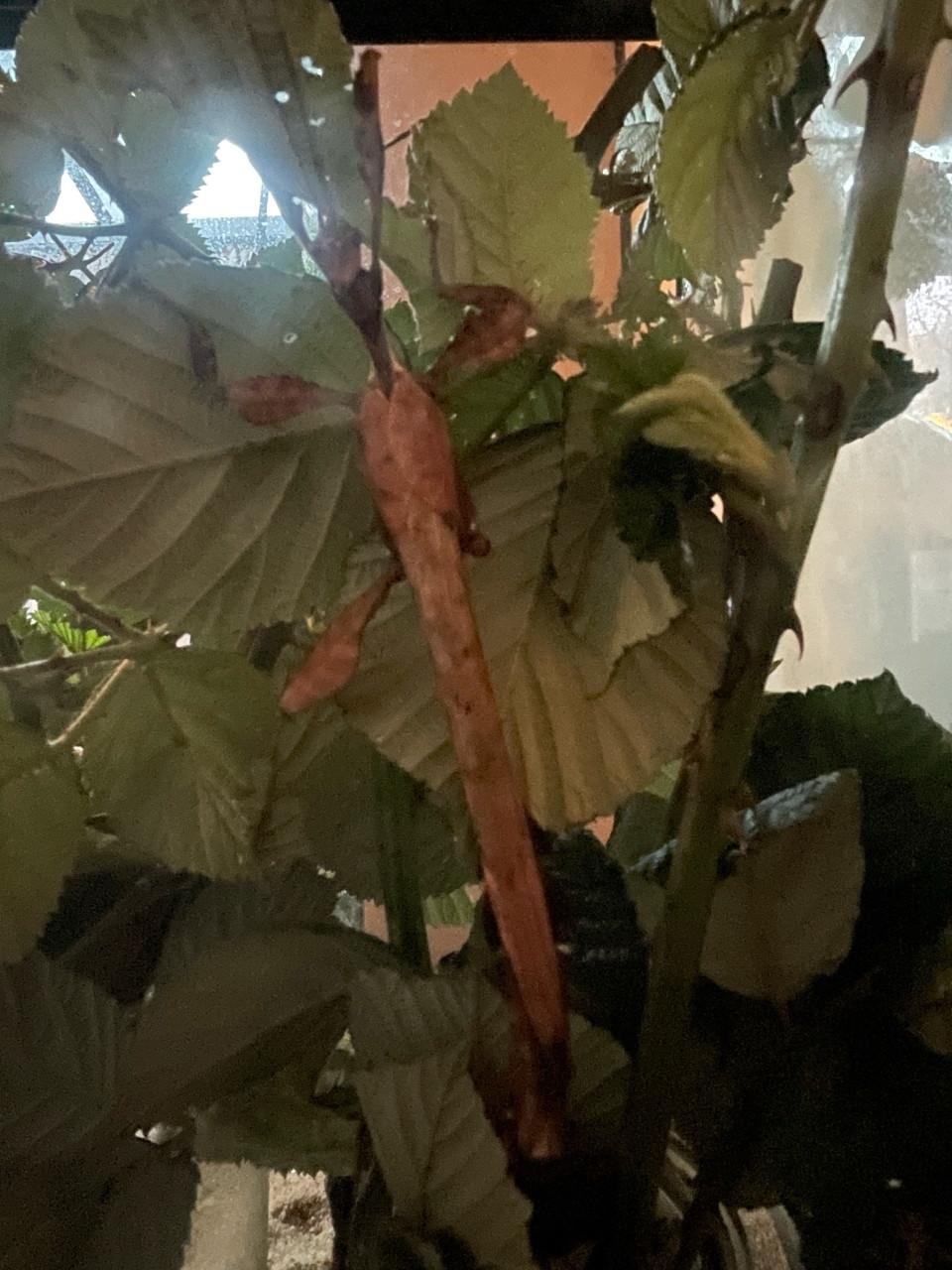 Australische flappentak