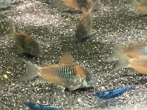 Osteogaster (Corydoras) Venezuelanus