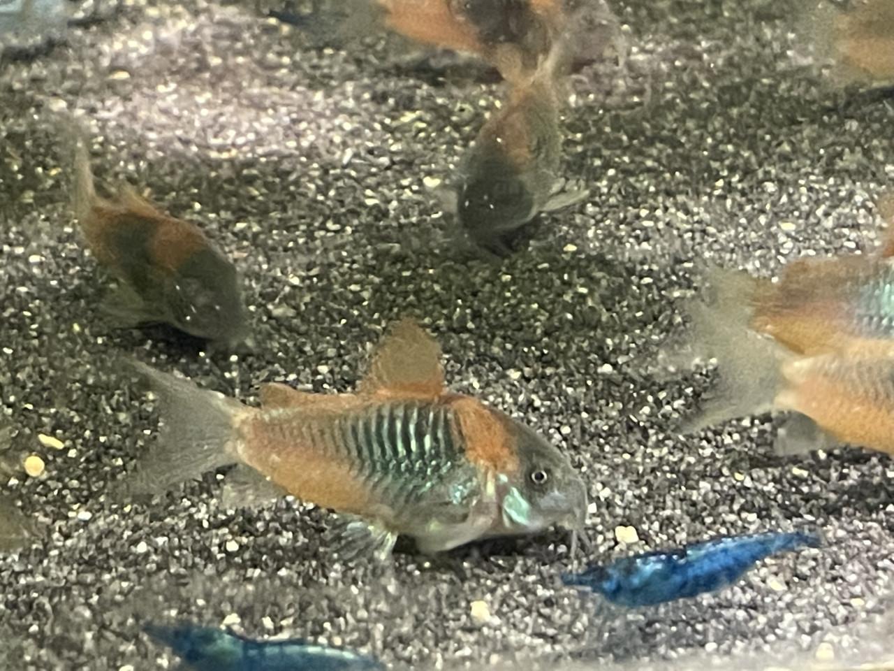 Osteogaster (Corydoras) Venezuelanus