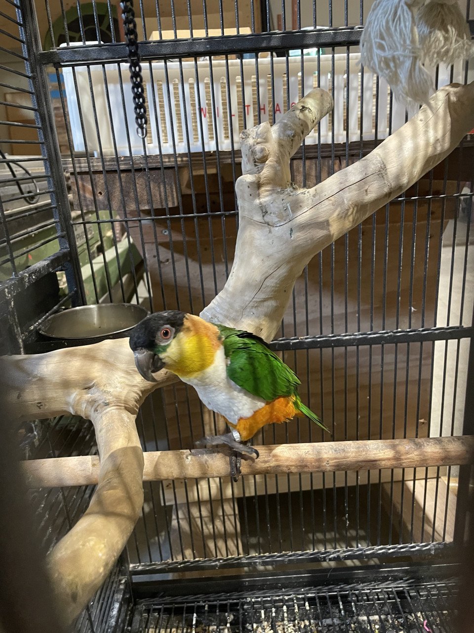 Koppel tamme zwartkopcaique’s