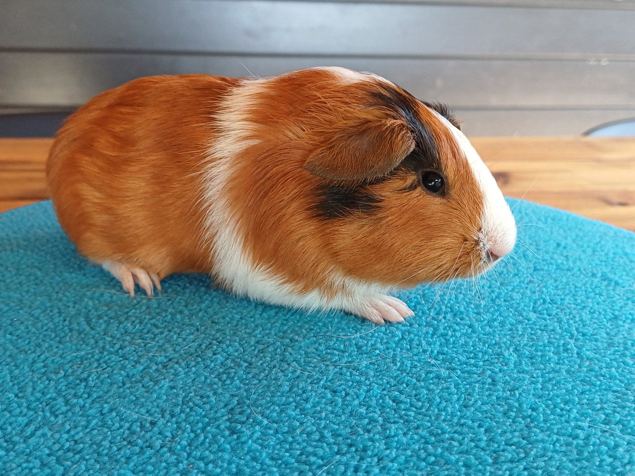 Diverse cavia's aangeboden