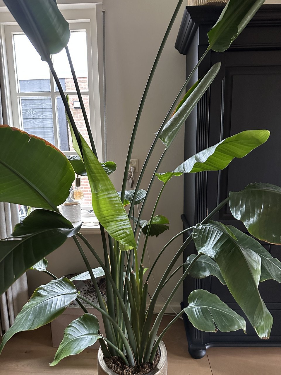 Grote plant (Strelitzia Nicolai)