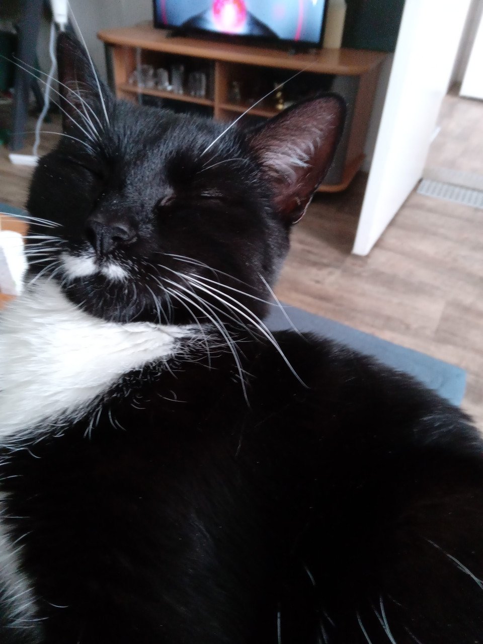 Katten