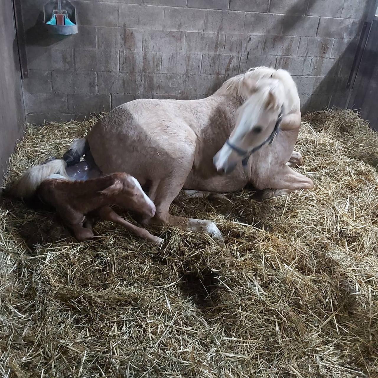 5-jarige Palomino PRE merrie