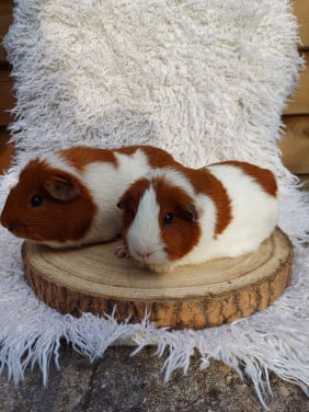 Diverse leuke cavia's aangeboden.