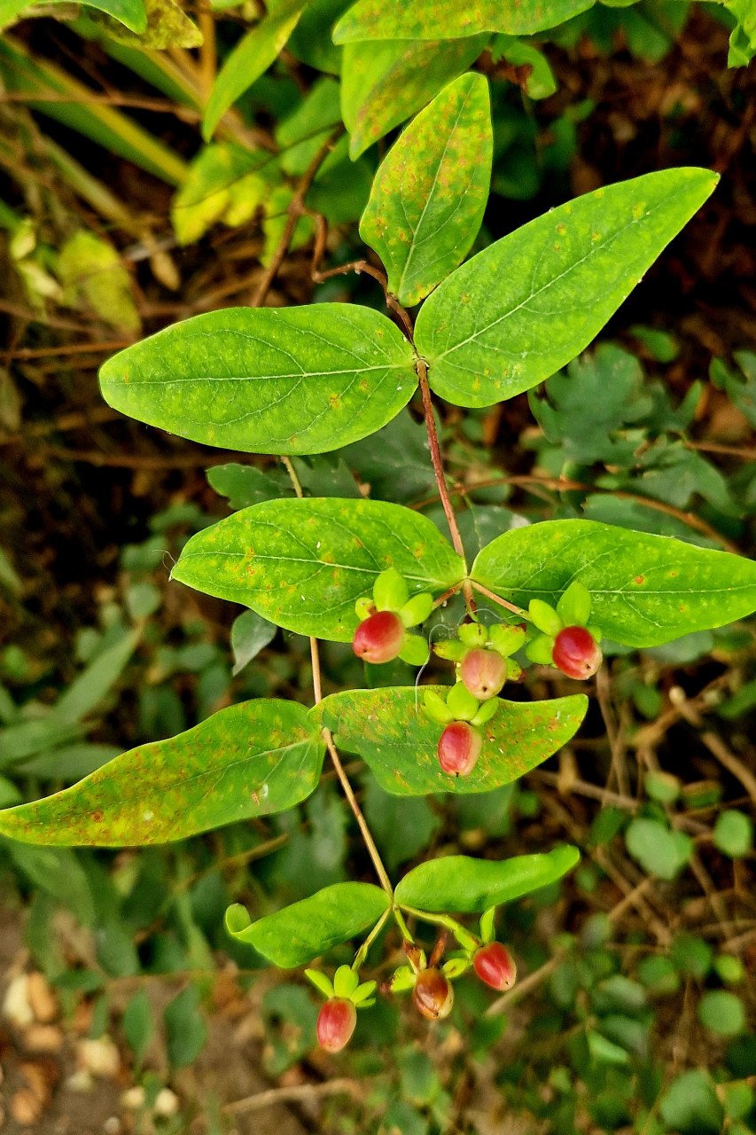 Hertshooi (Hypericum) ca. 80 cm  hoog