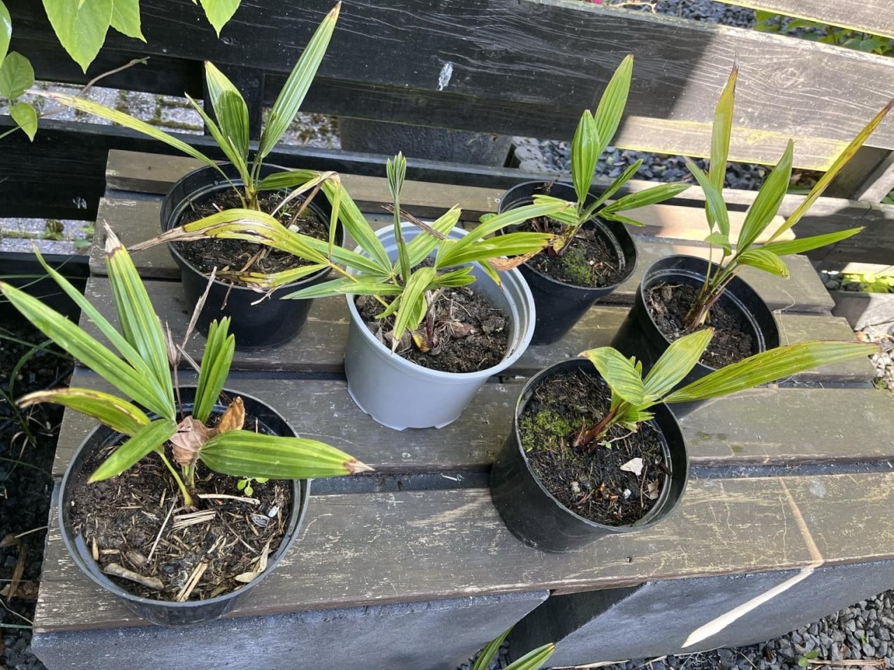 Palm Trachycarpus fortunei