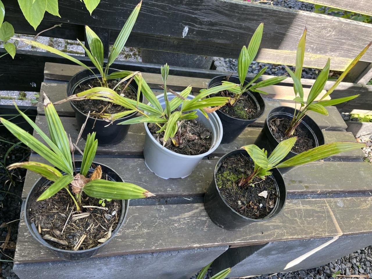 Palm Trachycarpus fortunei