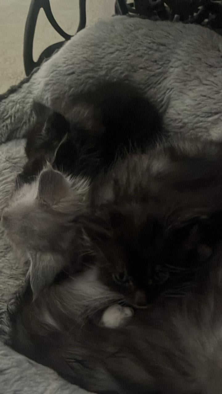 Maincoons kittens te koop